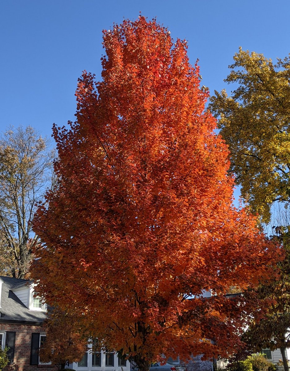 AngWxGrl's tweet photo. It was a beautiful morning for a walk! I was in t-shirt and sweatpants and I was almost hot, especially after going uphill. The Fall colors and the sunshine made for some pretty pictures. #stlwx #amwalk #FallColors https://t.co/aOqJEV7mUM