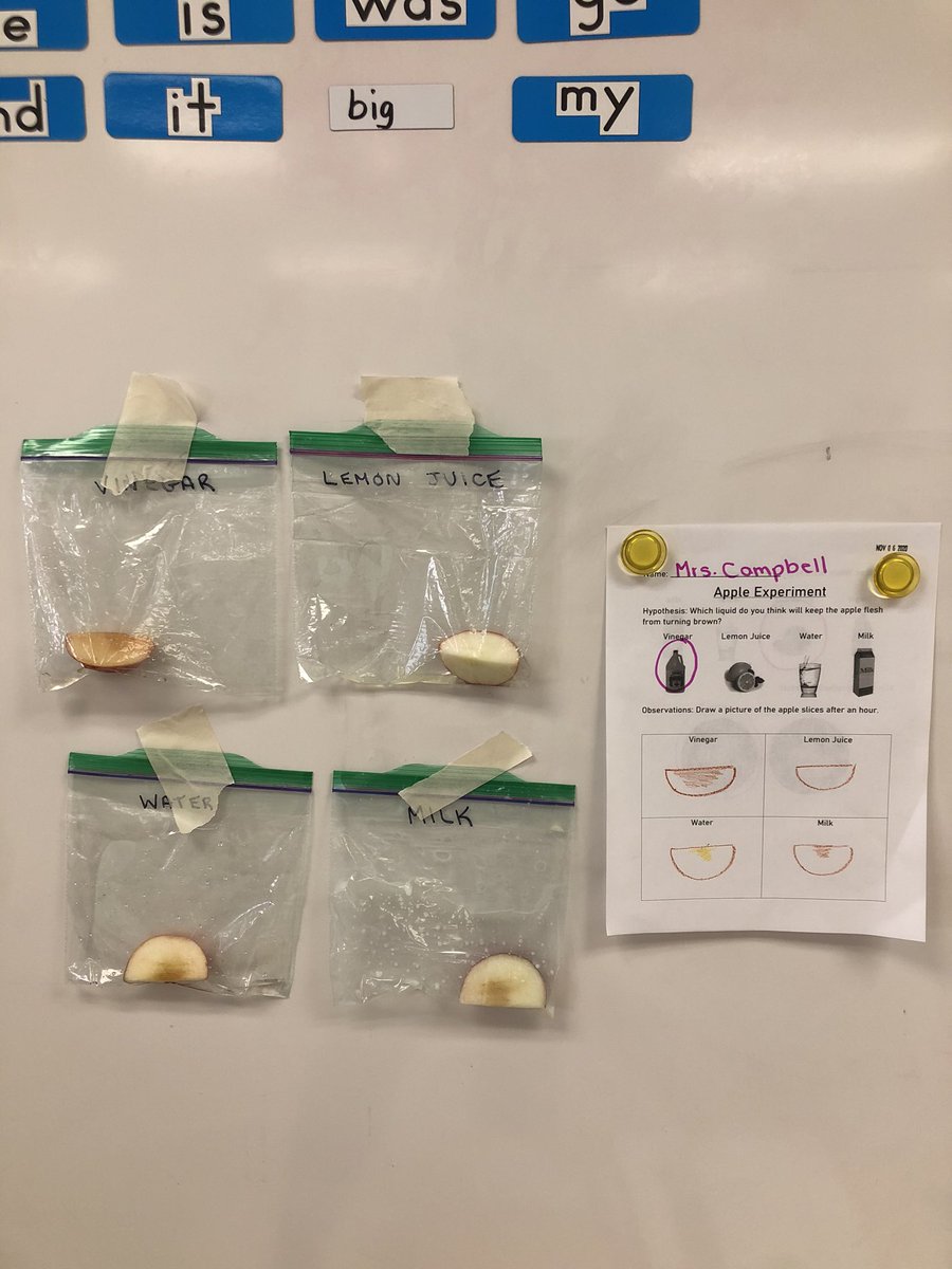 The kindergartens did an experiment in Science today! We learned that lemon juice will keep apples from turning brown. <a href="/HighbushHawks/">Highbush PS</a> <a href="/DDSBEarlyYears/">DDSB Early Years</a>