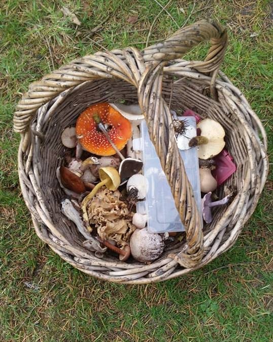 Number 23'Mushroom' foraging. Great fun out in the open. Tasted a bit funny with the chips but went down OK. Followed by an evening of family vomiting, diarrhea and terrifying hallucinations.