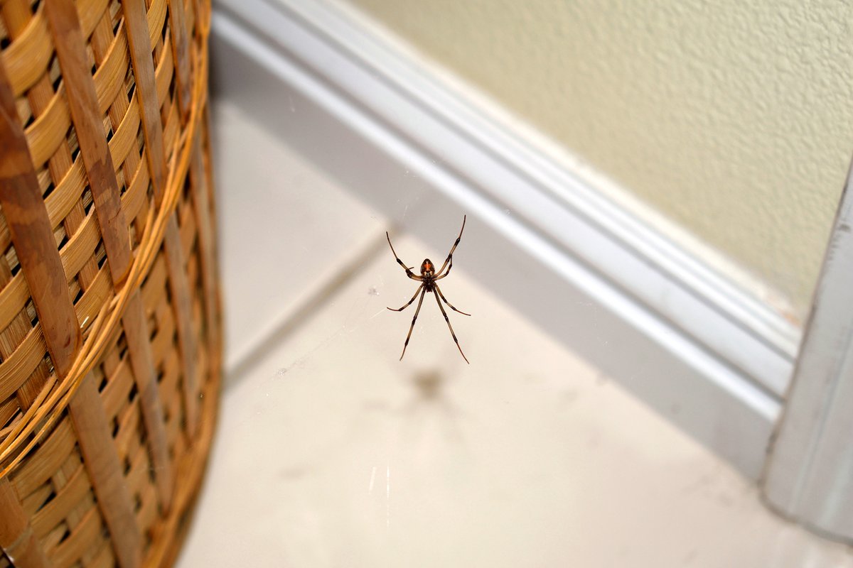 CowleysServices's tweet photo. #ProTip: Wear gloves when unboxing holiday decorations as spiders may have made a home inside and can bite if provoked. 

#advice #tips #pest #pests #pestmanagement  #AllThingsPesty #holidayseason #decorating #decorations #bugs #insects #spiders https://t.co/ZzrREf8lhA