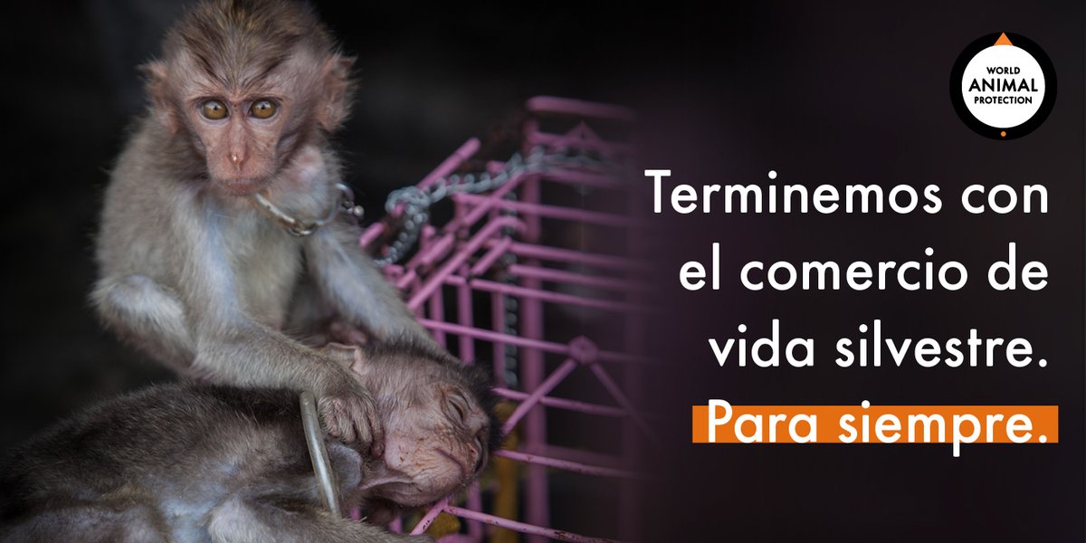 MovemosalMundo's tweet photo. Protegiendo a los animales silvestres en la naturaleza, cuidamos nuestra salud y la del planeta. Firma nuestra petición ahora: https://t.co/UNH04GG00x 🌎 🙏 

El comercio de vida silvestre es más grande y grave de lo que crees. Conoce más: https://t.co/aSDTpsOCP0

#VidaSilvestre https://t.co/ghCalG40JB