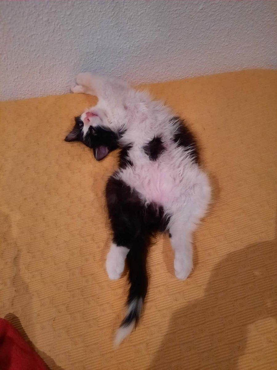 ProteVagabundo's tweet photo. Pompon Adoptadoooooop gracias a su casa de acogida 😍no ha podido separar de él. A SER FELIZ PEQUE https://t.co/nYADGrXWi0