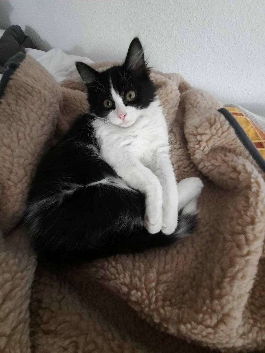 ProteVagabundo's tweet photo. Pompon Adoptadoooooop gracias a su casa de acogida 😍no ha podido separar de él. A SER FELIZ PEQUE https://t.co/nYADGrXWi0