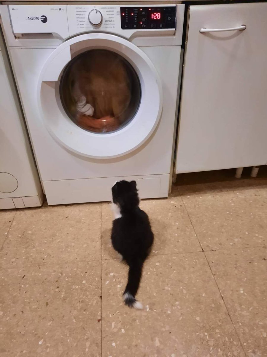 Pompon Adoptadoooooop gracias a su casa de acogida 😍no ha podido separar de él. A SER FELIZ PEQUE