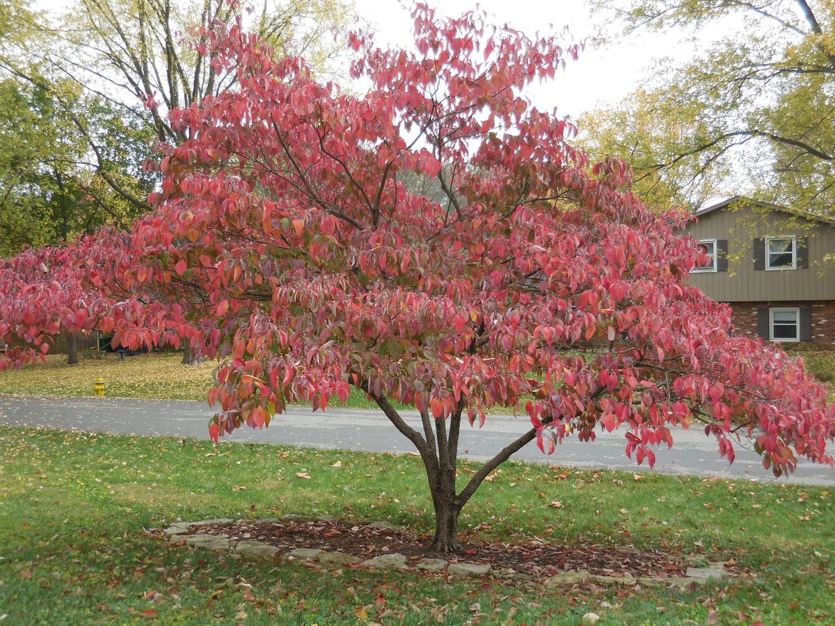 purduehortindy's tweet photo. Get out and enjoy the fall color this weekend. https://t.co/1Z9dZyoZey