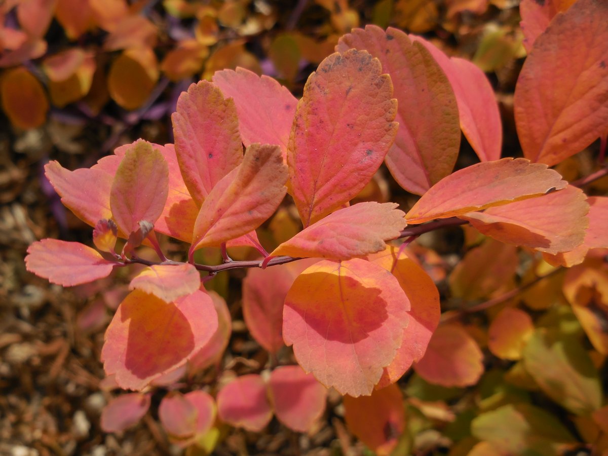 purduehortindy's tweet photo. Get out and enjoy the fall color this weekend. https://t.co/1Z9dZyoZey