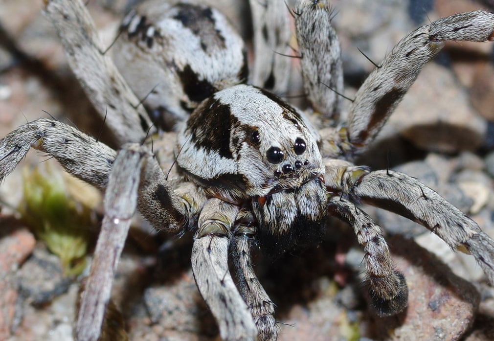 pourmecoffee's tweet photo. It looks like it has some regrets about being back.

"Huge spider thought extinct in Britain discovered in Britain" https://t.co/fgNUICL27y https://t.co/mKfDn0z9BO