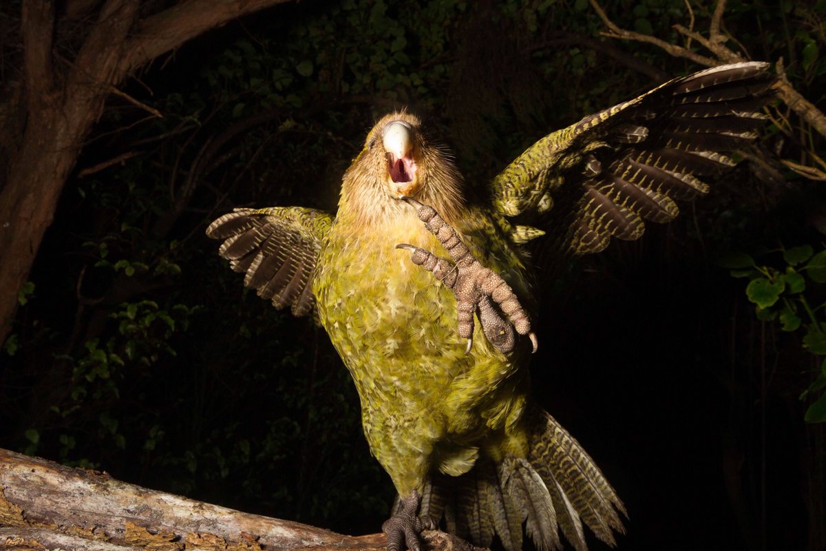 searching for a kakapo reference has been a fucking adventure 