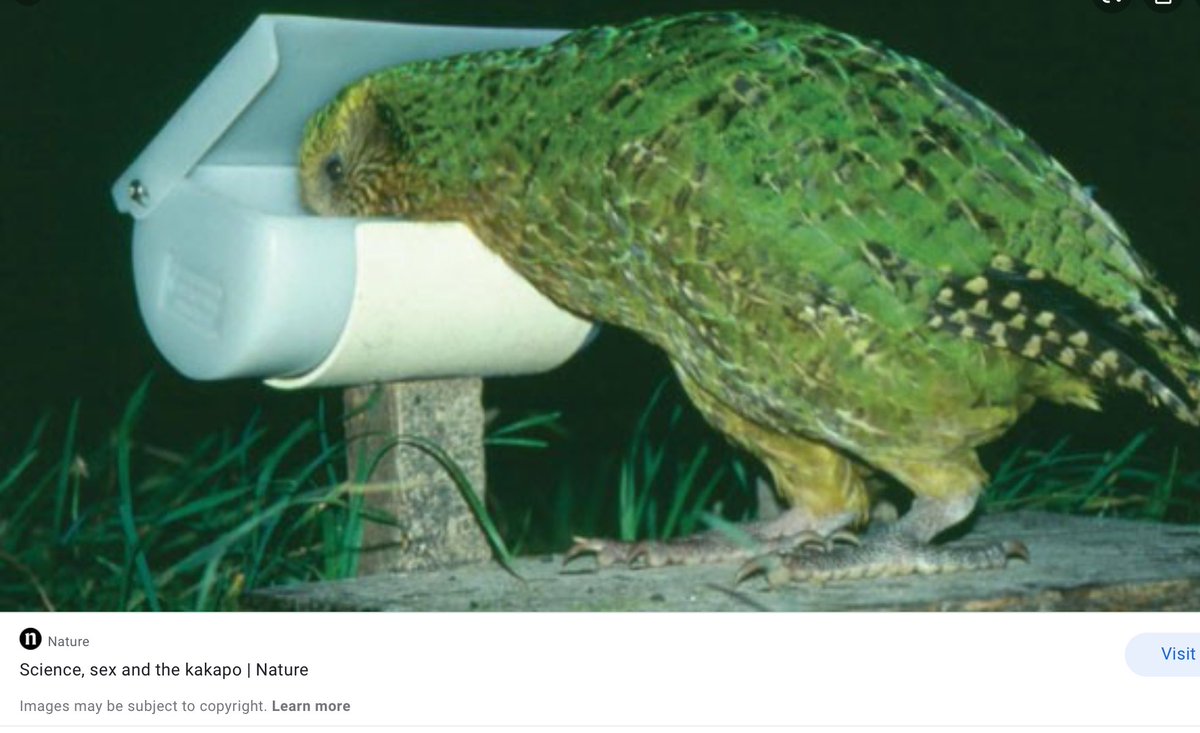 searching for a kakapo reference has been a fucking adventure 