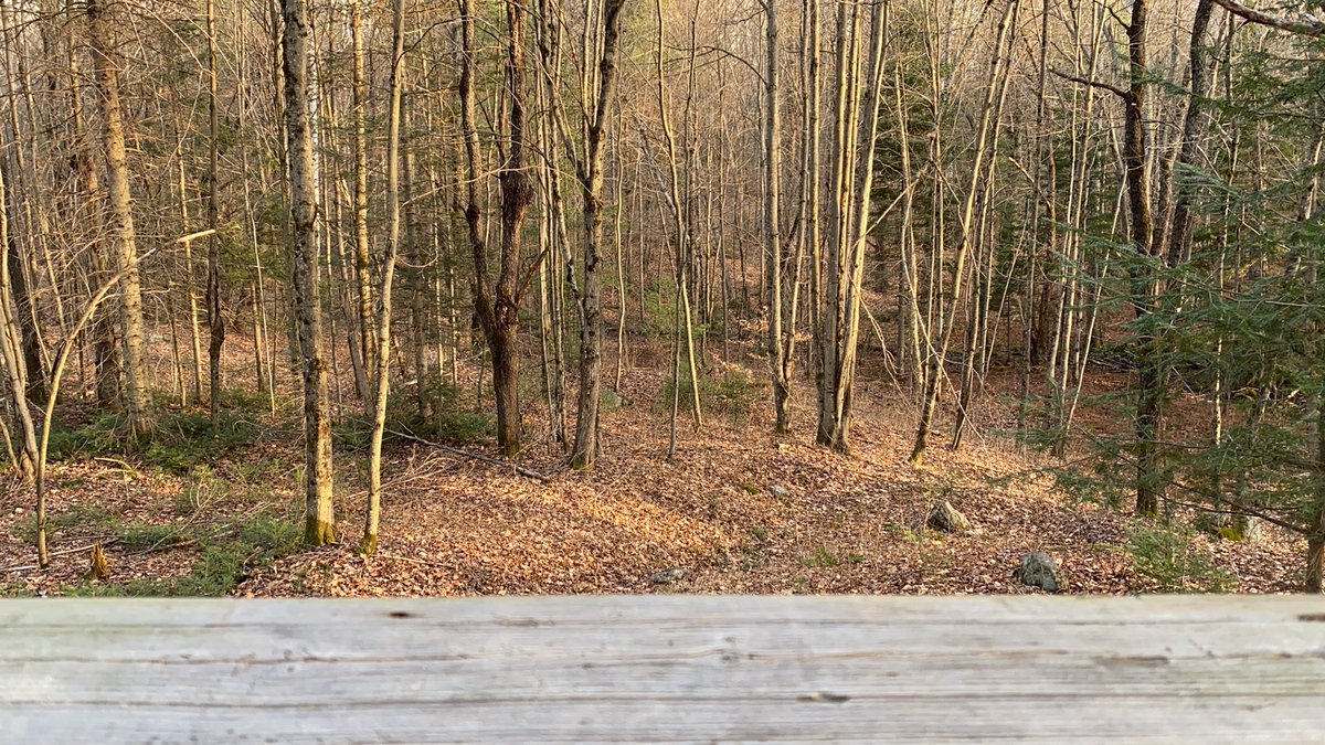 Well as deer hunt 2020 comes to a close, we will have an empty freezer this year, but that’s ok!! We had some laughs and a few drinks!! Sadly at 4:59 pm it will end what has been the most normal part of 2020. #muskoka #deer2020 #Thriftlakehuntcamp #sunsetsonanotherseason