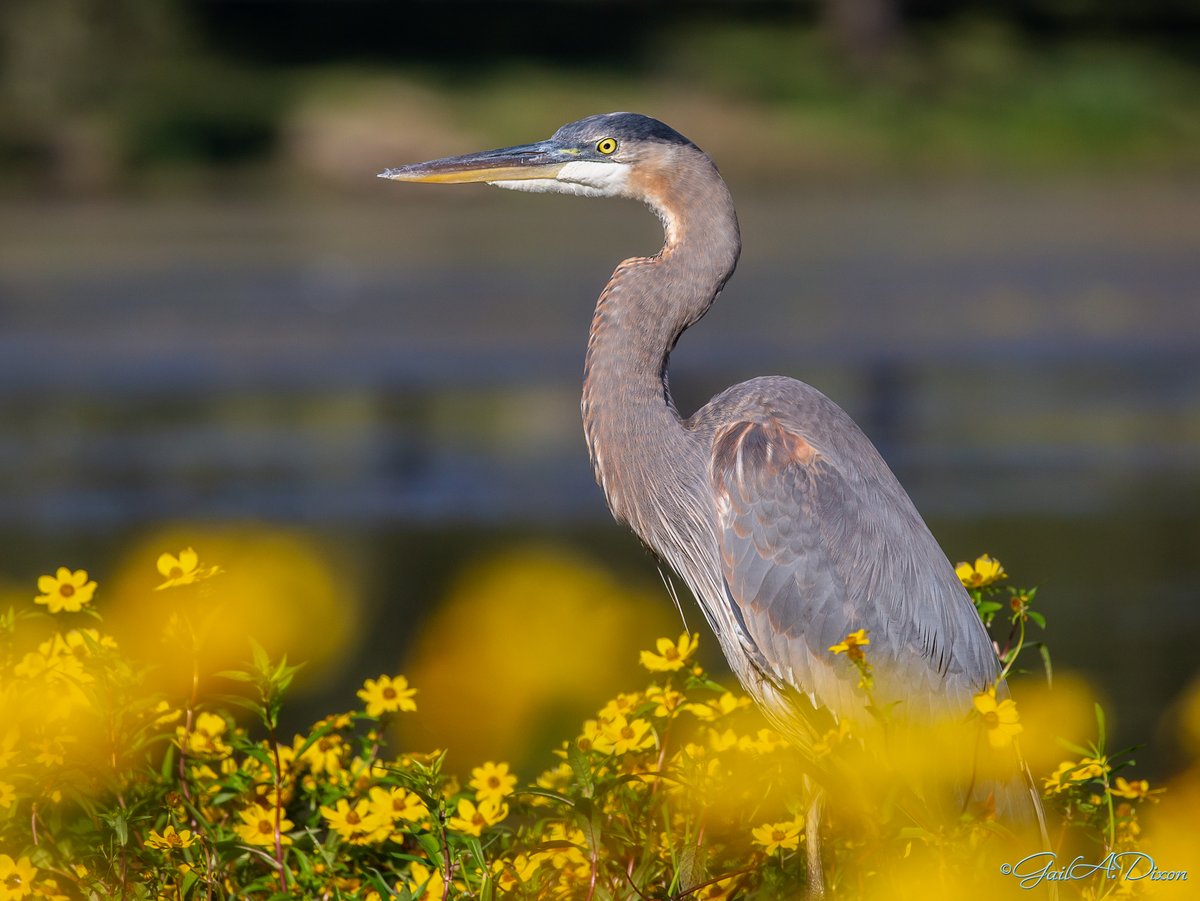 gailadixon's tweet photo. 311/366 | Majestic
This Great Blue Heron let me get fairly close. He posed so nicely surrounded by tickseed. #LSULakes #GreatBlueHeron #birds #birding #Project366 #Wildlife https://t.co/DKkoD5PAtA