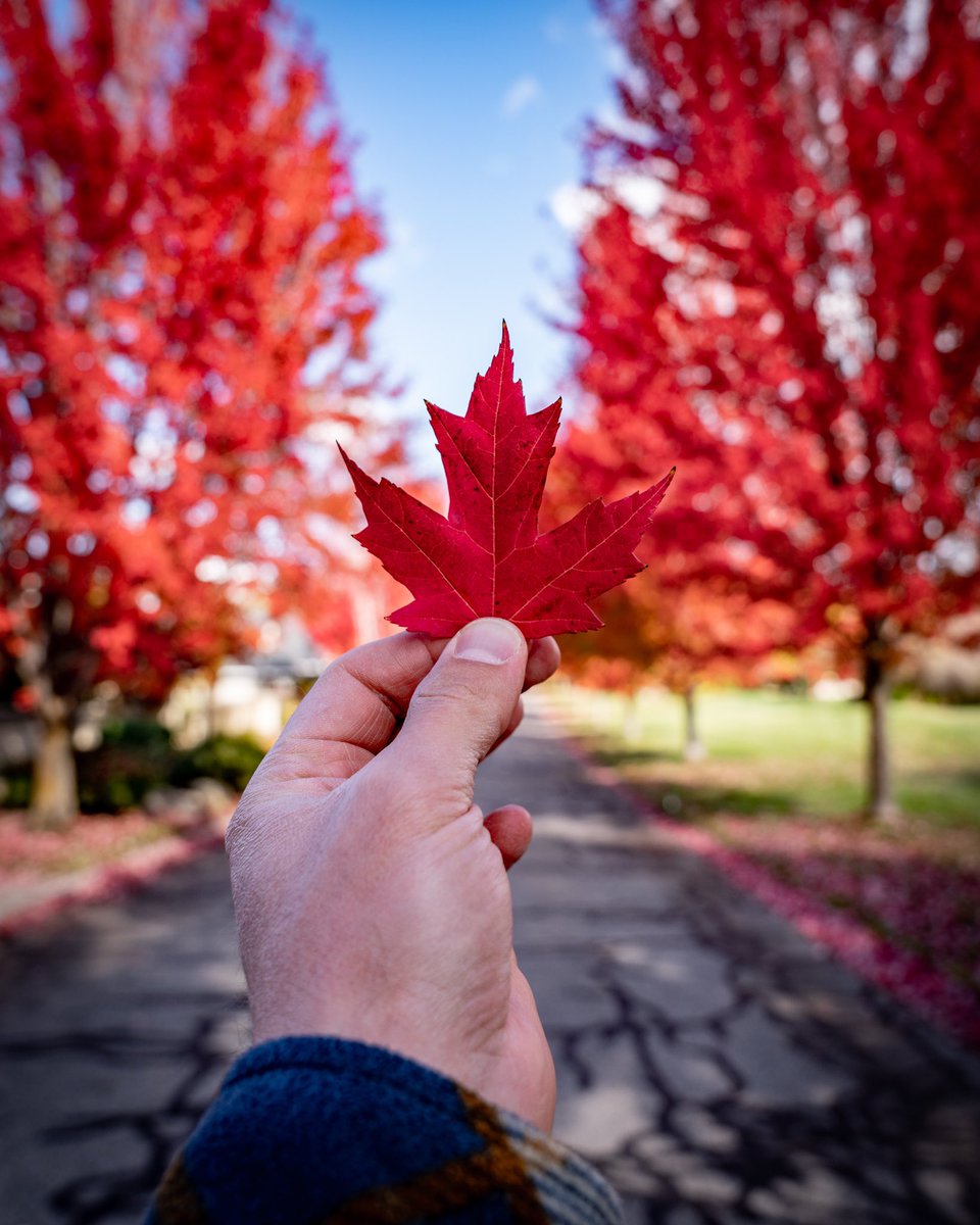throughCDNeyes's tweet photo. US election got me like .... Oh Canada  #fall #kelowna #canada #canadianaf #ohcanada https://t.co/z5ehUExq55