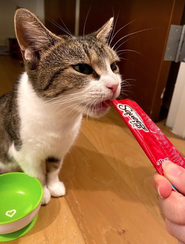 MorrisAnimal's tweet photo. Foster cat Winter has really come out of her shell! Her current foster says she loves to rub up against people and get back scratches. She's now looking for a home or a new foster! Interested? Email at foster@morrisanimalrefuge.org! https://t.co/LMbGxJAVbN