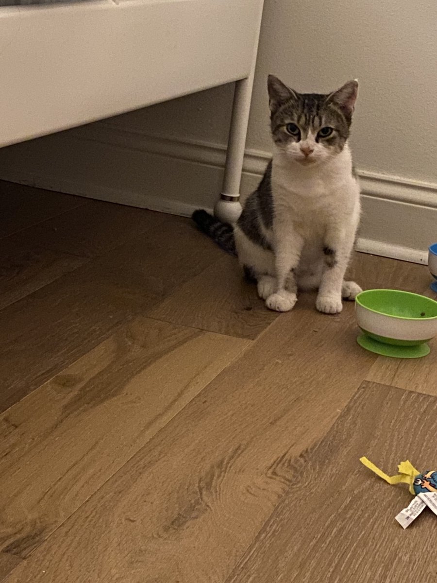 MorrisAnimal's tweet photo. Foster cat Winter has really come out of her shell! Her current foster says she loves to rub up against people and get back scratches. She's now looking for a home or a new foster! Interested? Email at foster@morrisanimalrefuge.org! https://t.co/LMbGxJAVbN