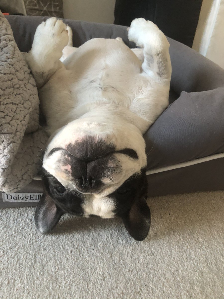 whoisaliblack's tweet photo. The bionic dug is 7 today! Happy birthday, pal ❤️ https://t.co/Ic8uhZT42N