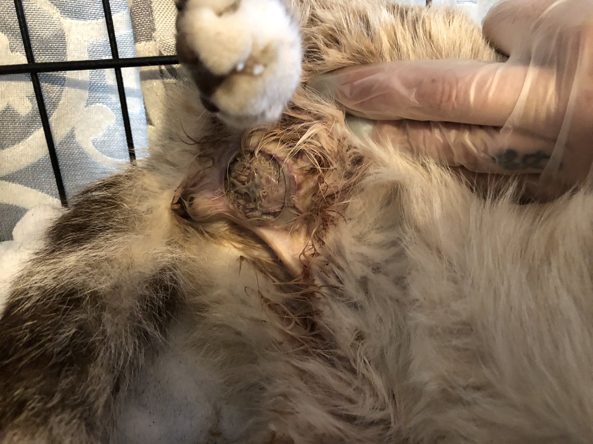 ❗️WARNING: GRAPHIC❗️
❗️URGENT RESCUE, FUNDS NEEDED❗️
He’s extremely malnourished, dehydrated, covered in fleas, &amp; has a golfball sized wound near his genitals, full of maggots. Help us help Moses
PayPal: paypal.me/thearrc
Venmo: @Laurenatthearrc 
CashApp: $Laurenatthearrc