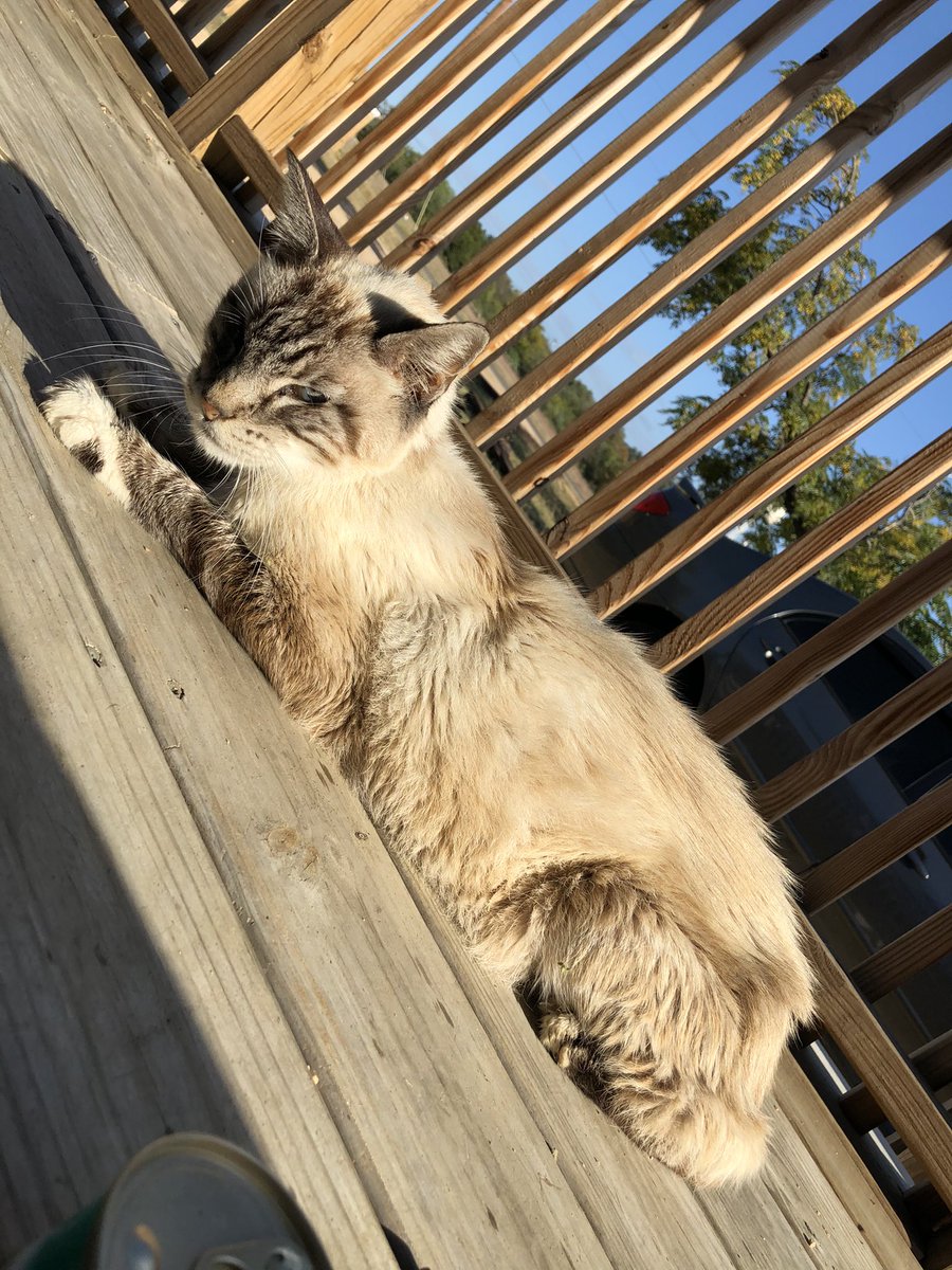 thearrc_nlb's tweet photo. ❗️WARNING: GRAPHIC❗️
❗️URGENT RESCUE, FUNDS NEEDED❗️
He’s extremely malnourished, dehydrated, covered in fleas, &amp; has a golfball sized wound near his genitals, full of maggots. Help us help Moses
PayPal: https://t.co/dWOEcC406x
Venmo: @Laurenatthearrc 
CashApp: $Laurenatthearrc https://t.co/9rCDx0Fxt4