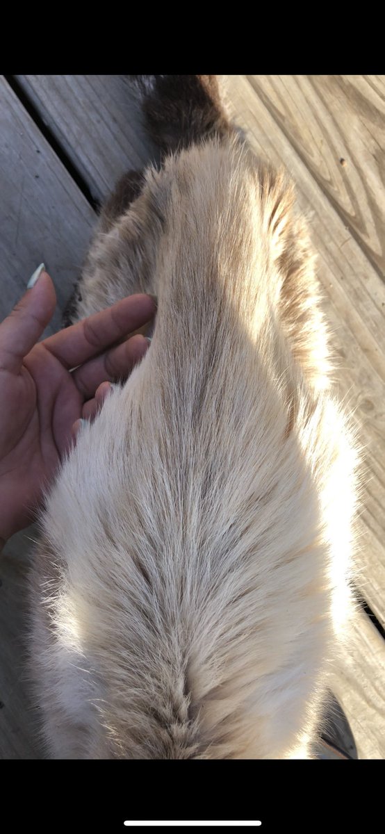thearrc_nlb's tweet photo. ❗️WARNING: GRAPHIC❗️
❗️URGENT RESCUE, FUNDS NEEDED❗️
He’s extremely malnourished, dehydrated, covered in fleas, &amp; has a golfball sized wound near his genitals, full of maggots. Help us help Moses
PayPal: https://t.co/dWOEcC406x
Venmo: @Laurenatthearrc 
CashApp: $Laurenatthearrc https://t.co/9rCDx0Fxt4