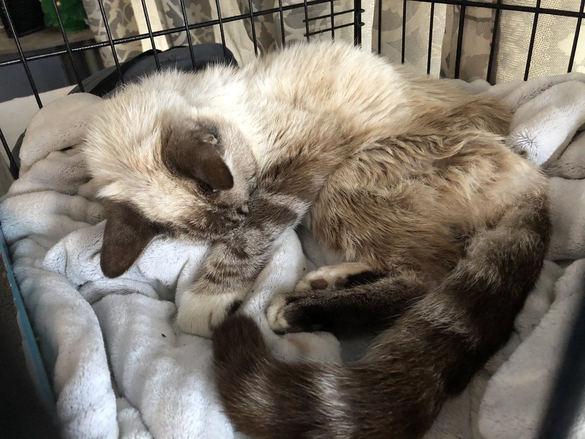 thearrc_nlb's tweet photo. ❗️WARNING: GRAPHIC❗️
❗️URGENT RESCUE, FUNDS NEEDED❗️
He’s extremely malnourished, dehydrated, covered in fleas, &amp; has a golfball sized wound near his genitals, full of maggots. Help us help Moses
PayPal: https://t.co/dWOEcC406x
Venmo: @Laurenatthearrc 
CashApp: $Laurenatthearrc https://t.co/9rCDx0Fxt4