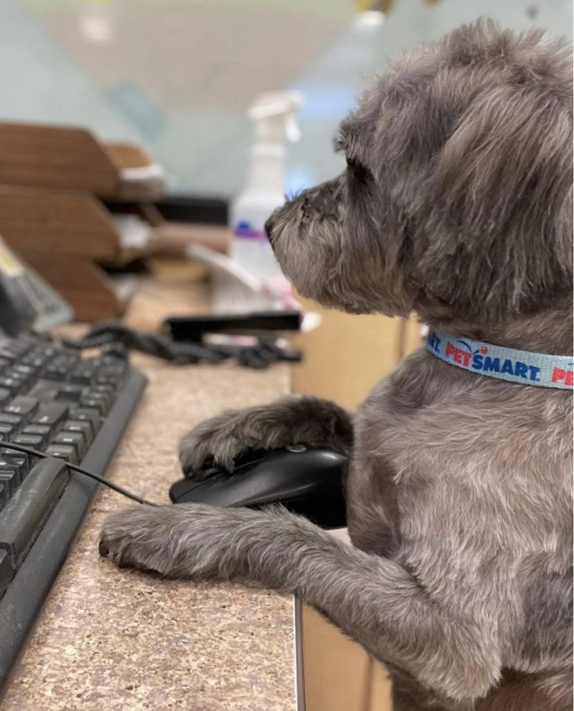 Our team is really adorable! 

Now hiring in Michigan, Illinois, Ohio, Indiana, Wisconsin, Kentucky and Pennsylvania! 

Let me know where you are from and what your #GroomerGoal!