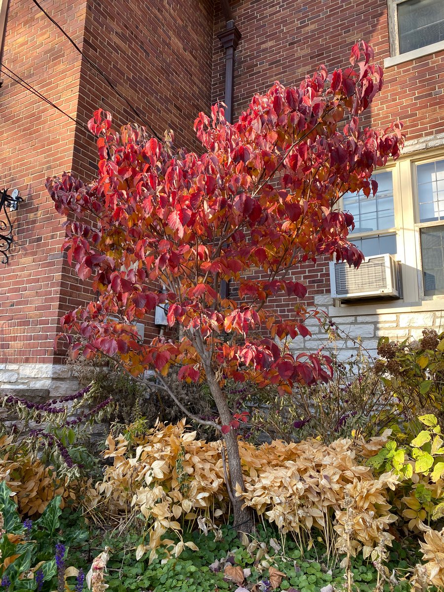 GreenCenterSTL's tweet photo. Our MO native flowering dogwood tree is showing off its beautiful red fall color right now as it glows in the sunset! 🌳🍁🍂🌅

#greencenterstl #stl #ucity #monative #floweringdogwood #tree #fall2020 #red https://t.co/8G9GdcM0IM