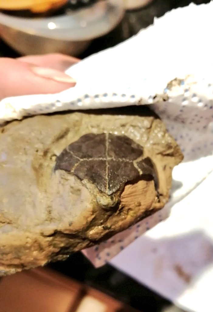 swalebirdboy's tweet photo. Found the skull while preparing the specimen! #sheppeyfossil #eocene #isleofsheppey #turtlefossil #londonclay #ypresian #naturalhistory https://t.co/SX5dIvCBn0