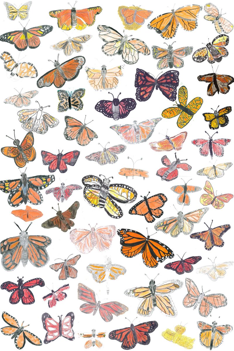 Third graders' Monarch Butterfly sketches from <a href="/HTeNorthCounty/">High Tech Elem NC</a> for <a href="/journeynorthorg/">Journey North</a> #symbolicmigration