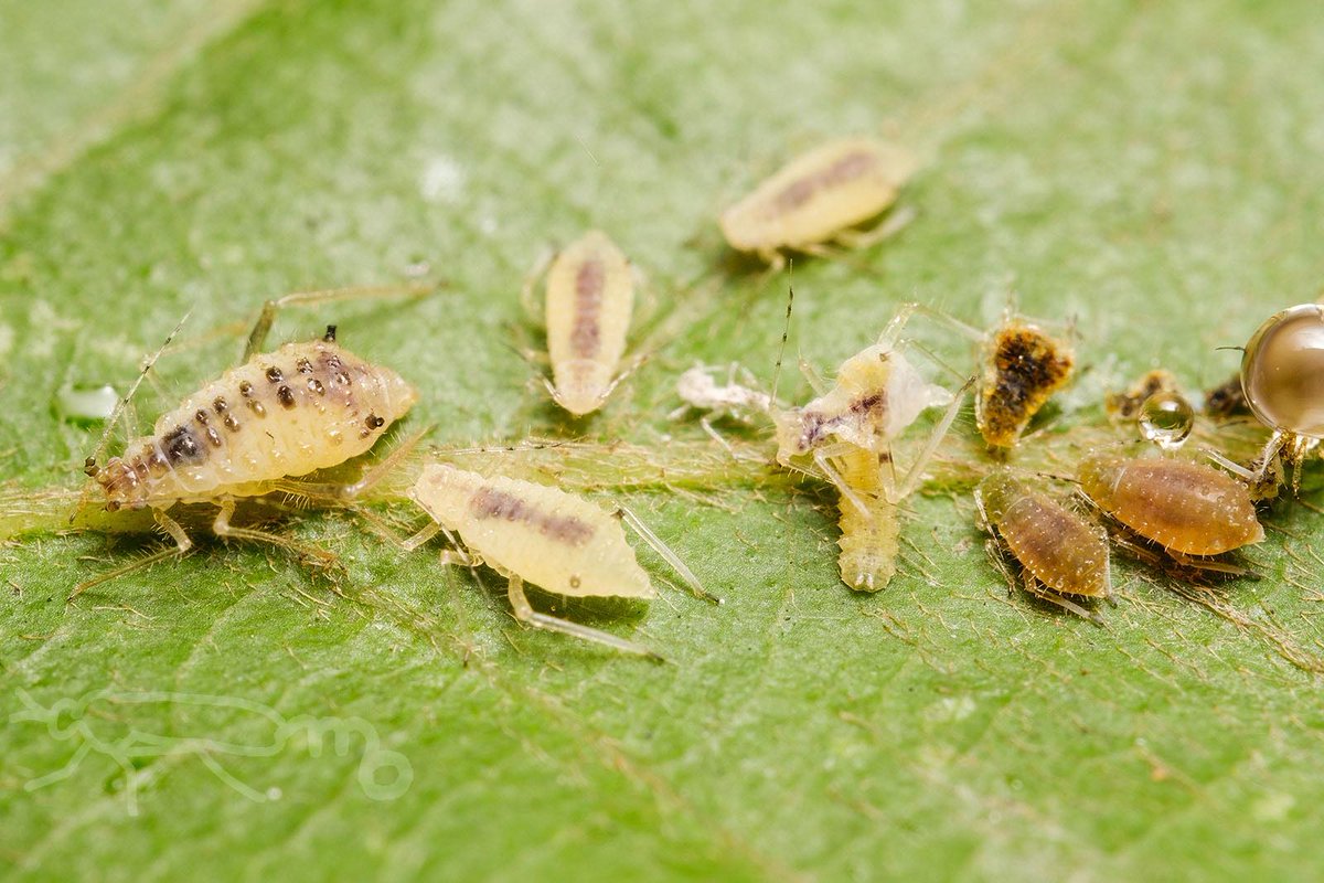 Mouuuusa もうすぐ落葉してしまう コナラのアブラムシ と捕食するもの