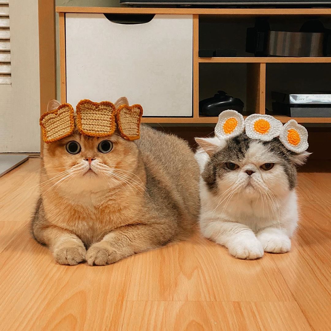 instagram's tweet photo. The first Friday in November calls for a balanced breakfast 🍞😻🍳😻

#WeeklyFluff 

https://t.co/hIIgoQU9hi https://t.co/WzKdnxxnw0