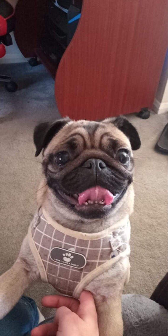 Throwmeabone2's tweet photo. That little face 😍 #puglugs #pug #puggy #whataface #puppylove #puppyeyes https://t.co/eWGjNvFkFg