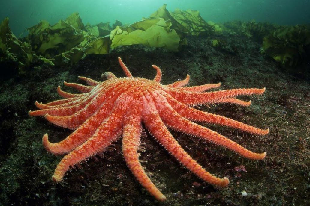 Revive_Restore's tweet photo. Our 1st #WildGenomes project: @MNDlab to sequence the #sunflowerseastar genome to find a 'resistance trait' for the wasting disease that's decimated its population. The star (up to 1 m across!) is essential for kelp forests as it predates sea urchins! https://t.co/BRe9Nr0eex https://t.co/4XAp9pMsdk