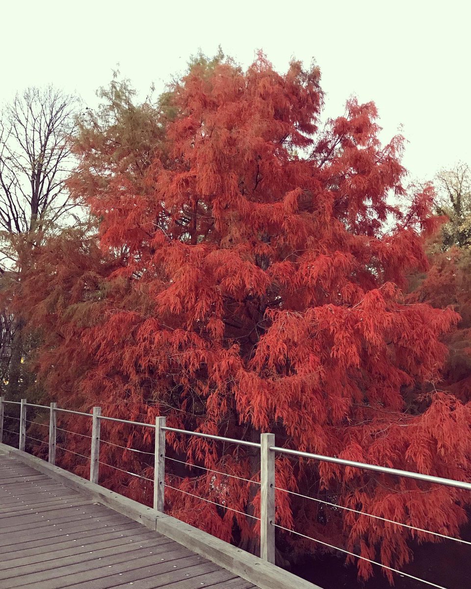 marielle_paul's tweet photo. Quirky and beautiful things during my #dailywalk. A great start to the weekend! #workhardwalkharder #autumnvibes #quirky #frisseneus #kickoutcorona #nature #ilovemycity #amsterdam https://t.co/Pf52twIIk3