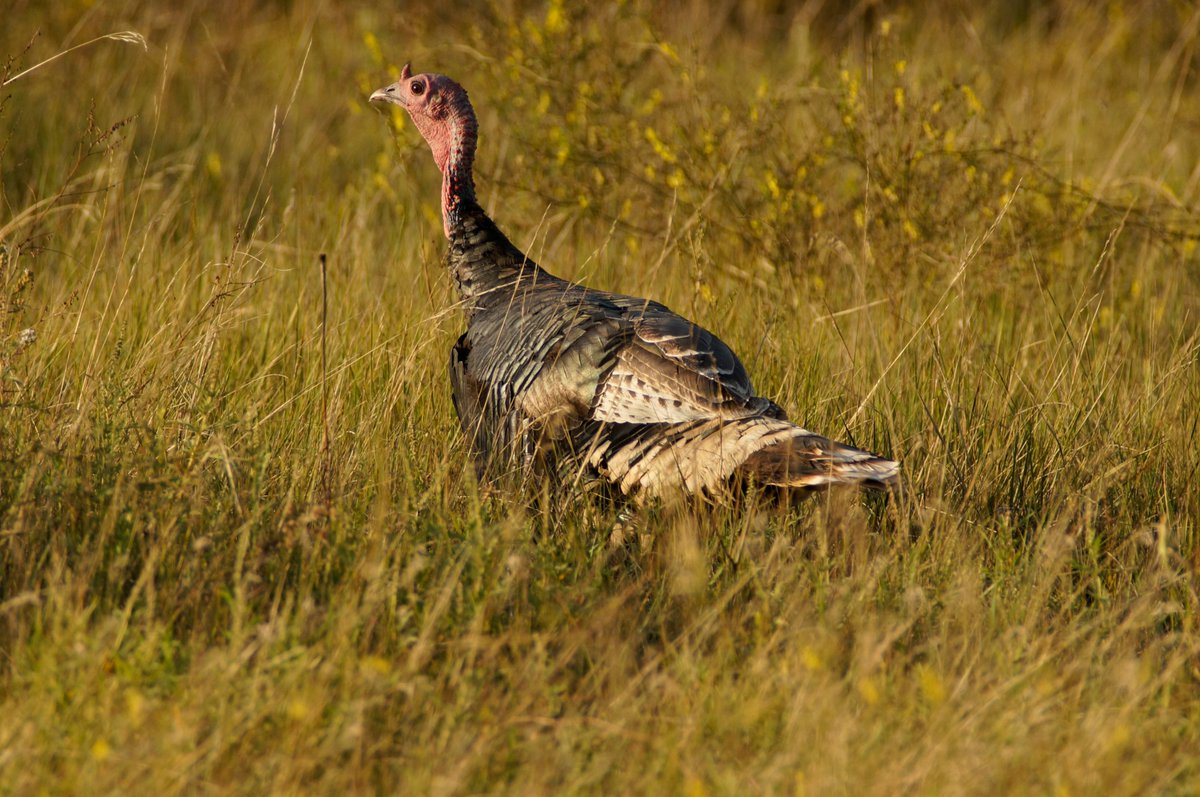 The entire park will be closed on November 26, 2020, and Dec. 25. We will open back up at 8am the next day. Be safe and have fun! Image Wild Turkey, credit NPS Photo #parkhours