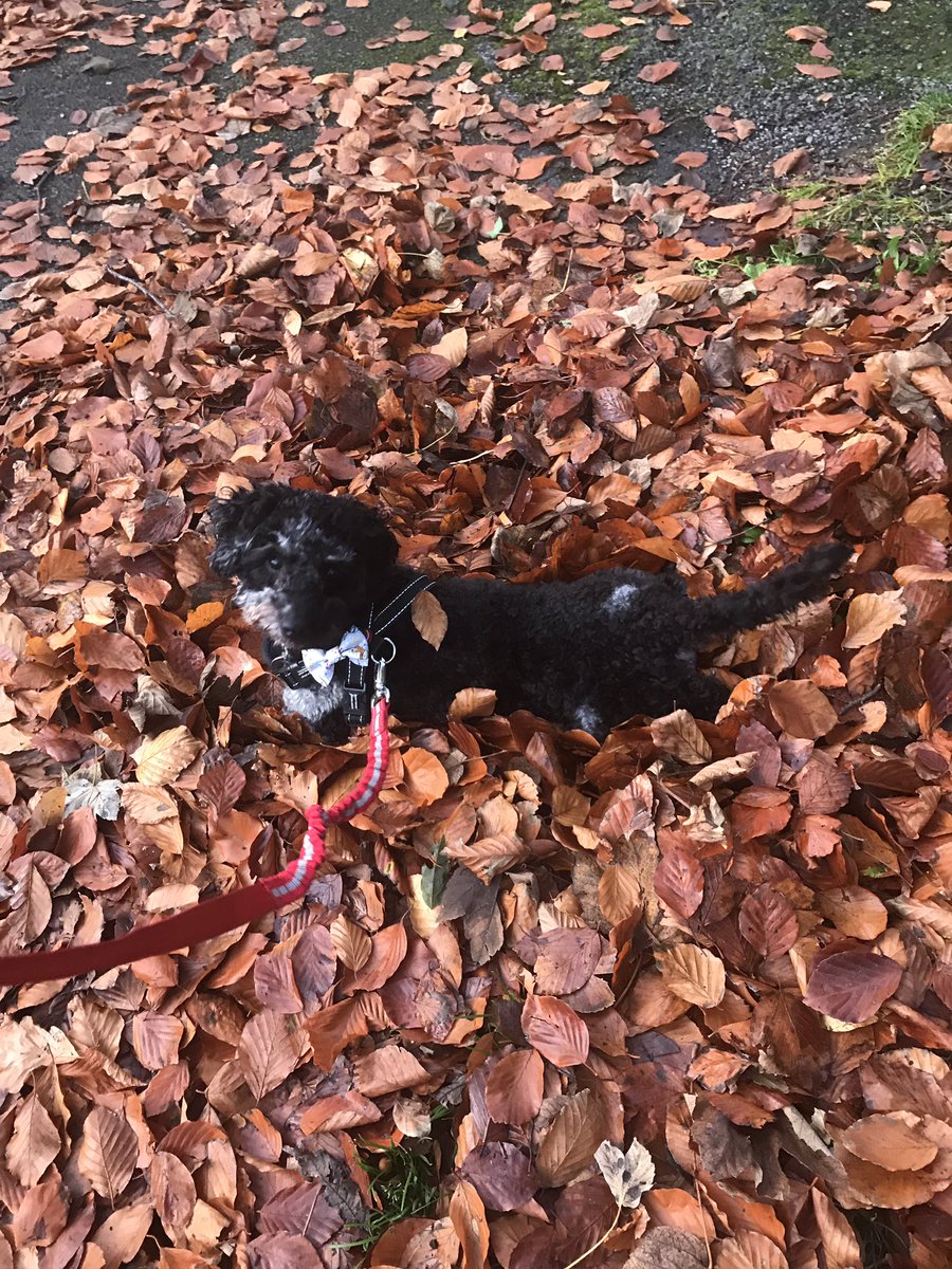 TiggyPup's tweet photo. I really really love playing in the leaves. #schnoodle #SchnauzerGang #Schnauzer #dogsoftwitter #lovedogs #schnoodlelife https://t.co/f47keUm5vY