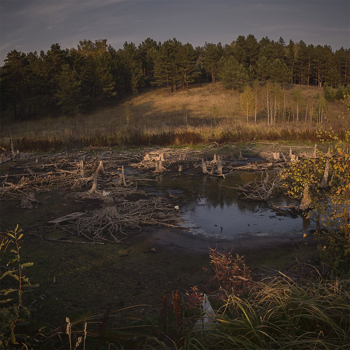беловежская пуща болота. болото трясина топь россии. болото трясина топь. болотная трясина. сабаевское болото.