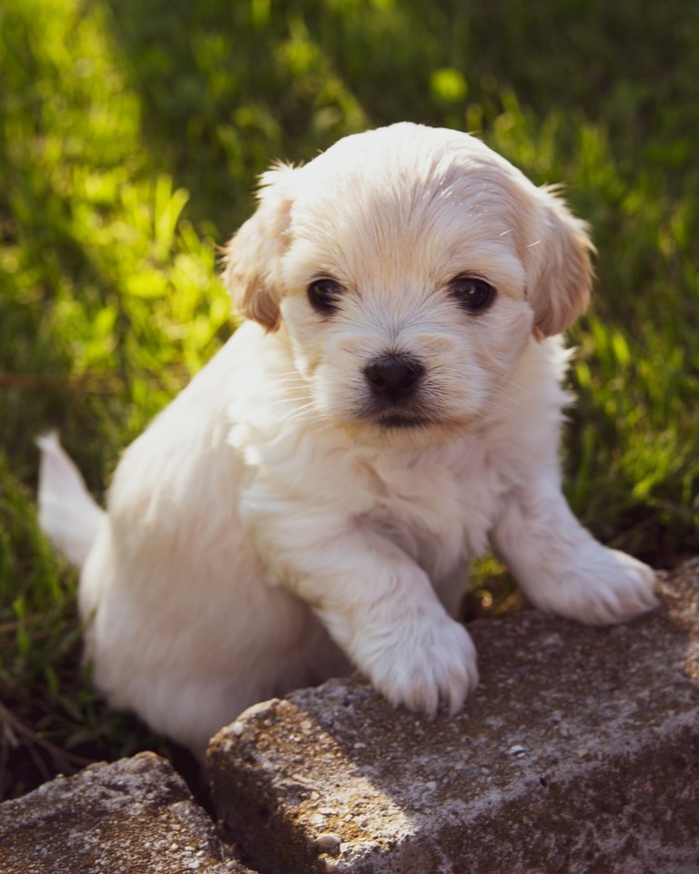 shopenviral's tweet photo. #Simpleswitch - A metal bowl is better for your pet and the environment. It won't get chewed up, lasts longer, easier to clean, and at the end of its life, a metal bowl is properly recyclable. 

#pets #dogs #ecofriendlyproducts #ecofriendly https://t.co/Z0deACHoKF