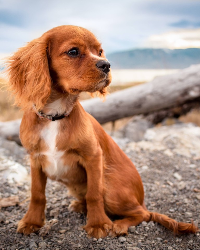 shopenviral's tweet photo. #Simpleswitch - A metal bowl is better for your pet and the environment. It won't get chewed up, lasts longer, easier to clean, and at the end of its life, a metal bowl is properly recyclable. 

#pets #dogs #ecofriendlyproducts #ecofriendly https://t.co/Z0deACHoKF
