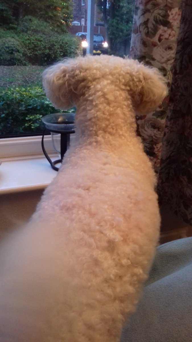 ALittleDog3's tweet photo. Enjoying the view before the noisy stuff begins again and I go into hiding #hateFireworks 
I call this "peaceful gaze" https://t.co/wAvD9y4Qds