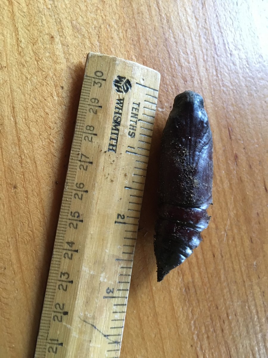 savebutterflies's tweet image. 😲 Jane Williams and her husband from Taunton, Somerset uncovered the huge pupa of a Deaths-Head Hawk-moth whilst digging potatoes in their garden on 23 Sep. Kept safe, the adult moth, with a wingspan up to 120mm, emerged on 30th Oct! butrfli.es/Deaths-headHaw…
@BCSomerset
