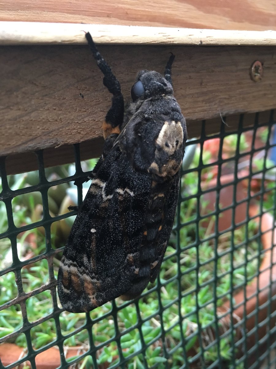 savebutterflies's tweet image. 😲 Jane Williams and her husband from Taunton, Somerset uncovered the huge pupa of a Deaths-Head Hawk-moth whilst digging potatoes in their garden on 23 Sep. Kept safe, the adult moth, with a wingspan up to 120mm, emerged on 30th Oct! butrfli.es/Deaths-headHaw…
@BCSomerset