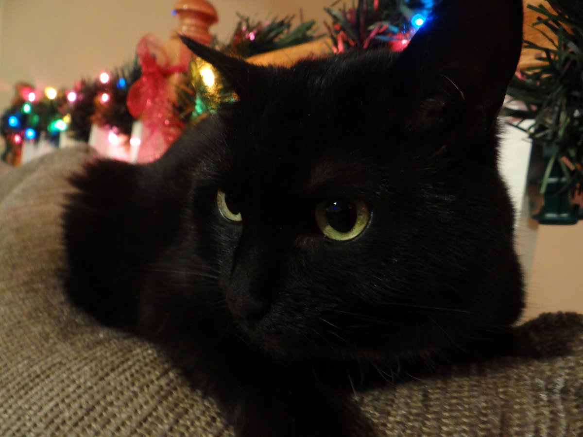 ValorSA7's tweet photo. Cat (Pic from last year she's more fat now) https://t.co/z5KkE5rBNe