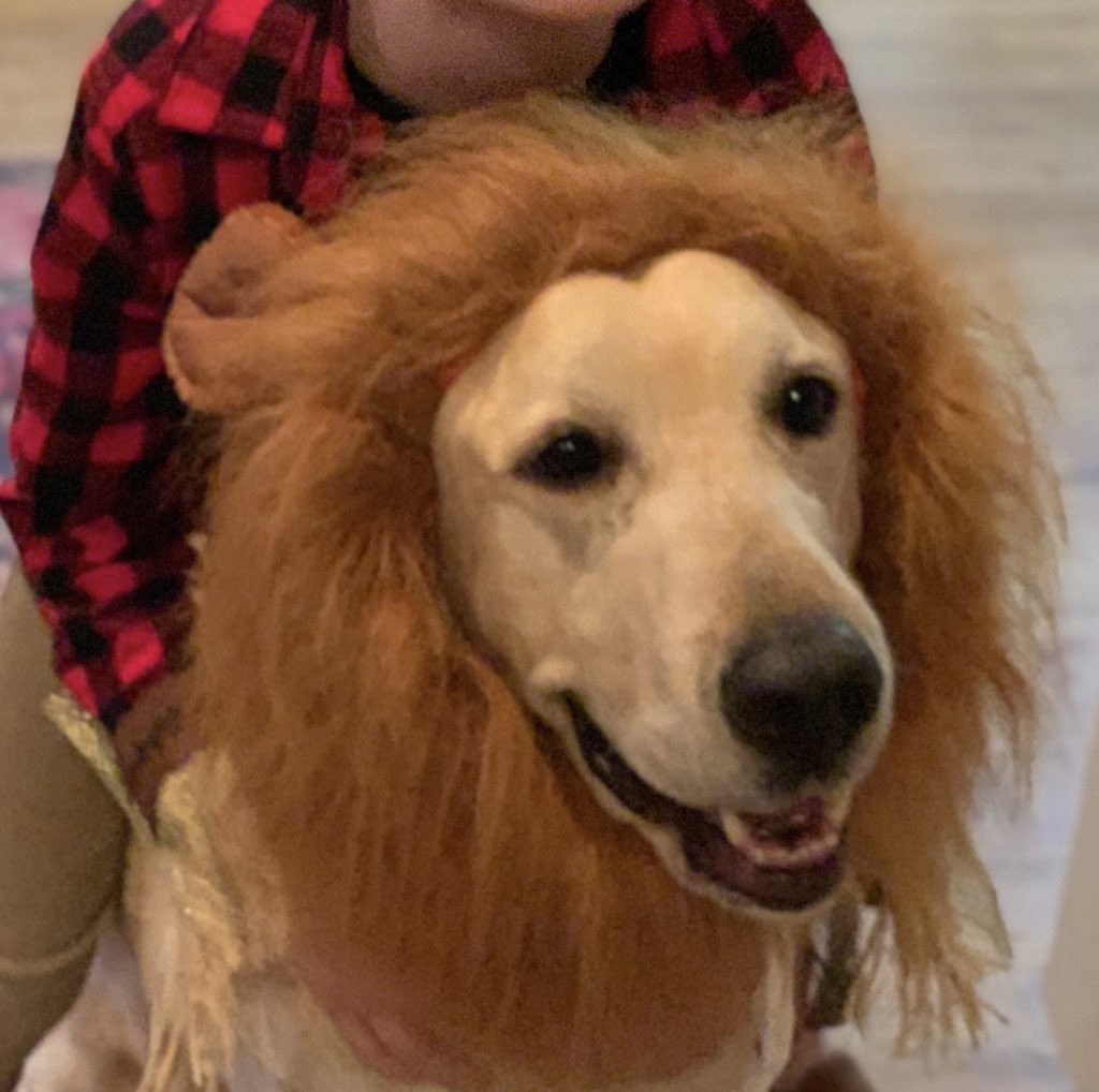 kpjose's tweet photo. since we’re still waiting, this is my dog on Halloween https://t.co/4HD0Sfq6MB