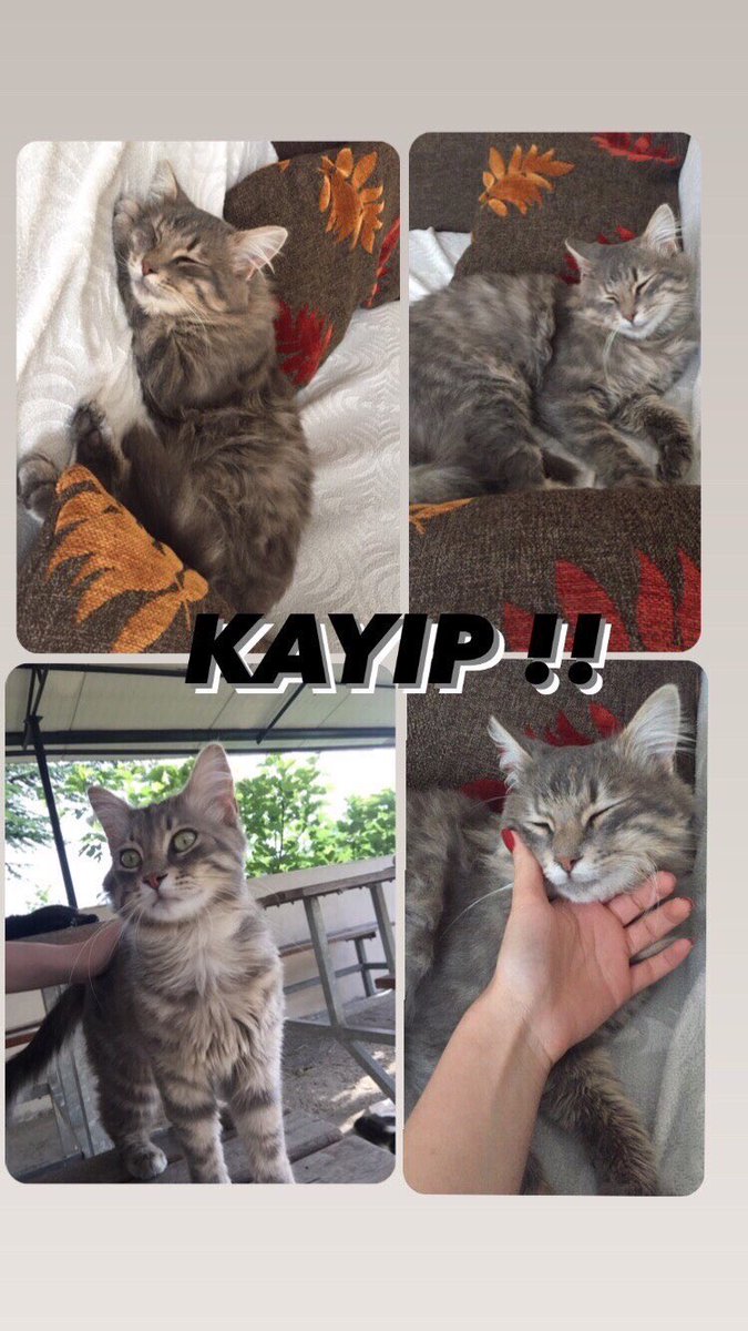 hayhaksaygi's tweet photo. Kayıp Kedi!
Gebze-Beylikbağı Eski Feniş fabrikası civarında kafesinden kaçmış. Lütfen görenler, bilenler 05339754917 bu numaradan ailesine ulaşsın. https://t.co/5qefly4uTS