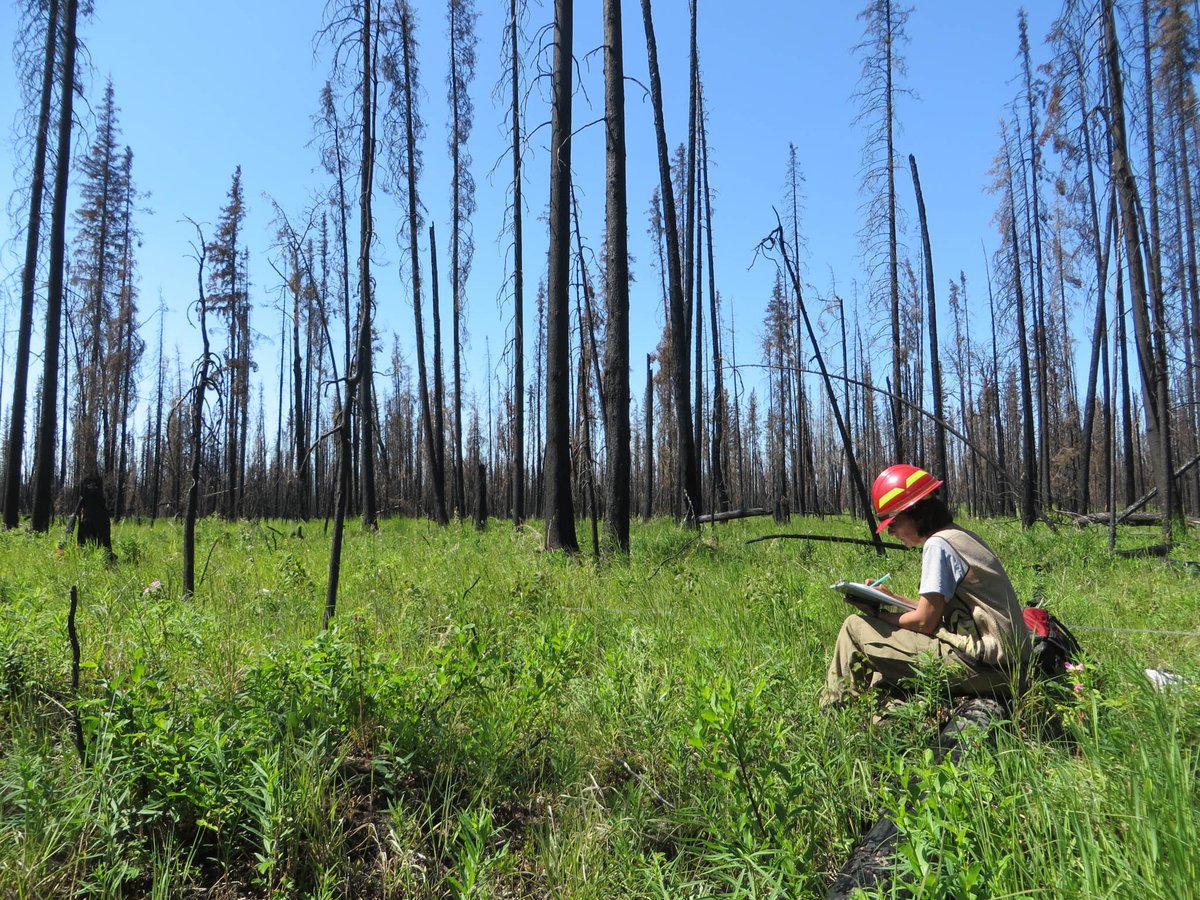 USGS_Alaska's tweet photo. Fieldwork Friday! Pre- and post-fire measurements of fire effects help ecologists, fire scientists, and managers determine how the severity of wildfires affects plants, animal habitat, and ecosystem services. #fieldworkfriday #firescience #alaskascience https://t.co/4ML0r81Gi9