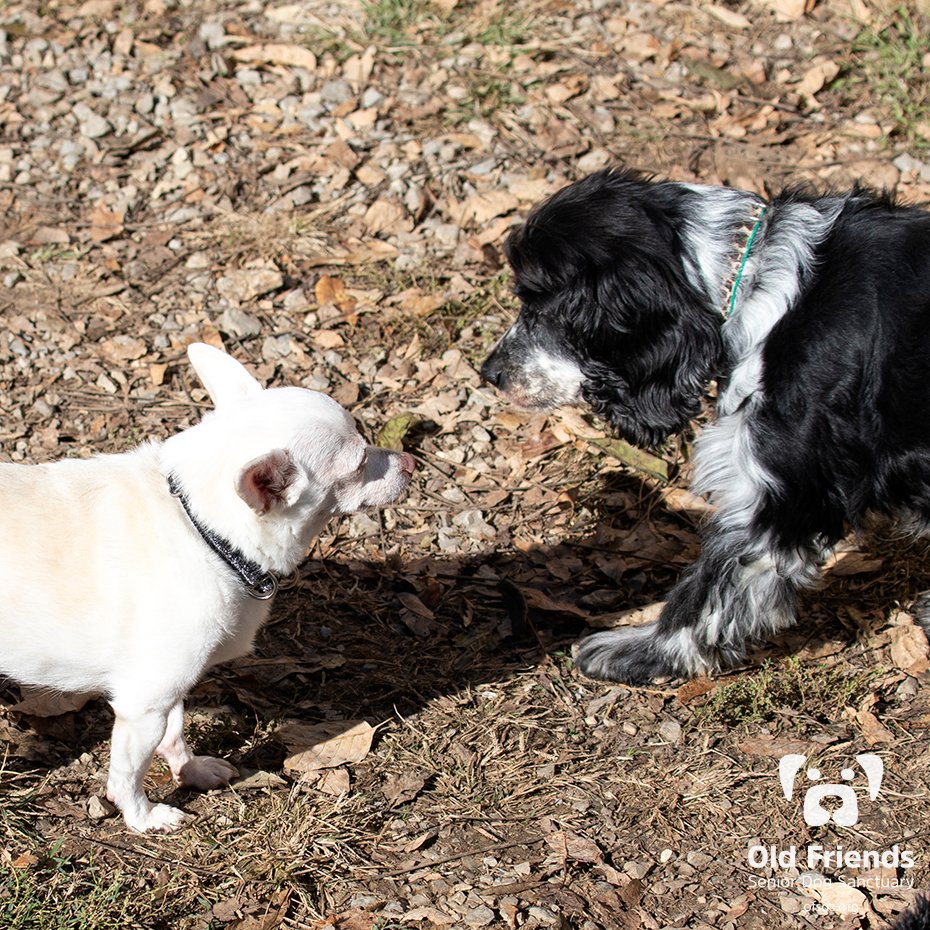 oldfriendssds's tweet photo. It's never too early to start making plans for Friday night!-
Chip and Oreo
#ofsds #ofsdschip #ofsdsoreo #seniordogs https://t.co/aLLXGxcL7z
