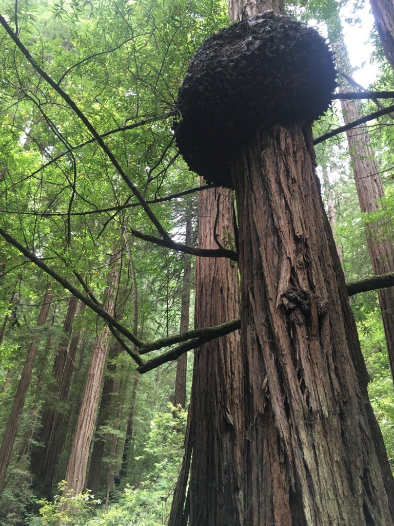 MuirWoodsNPS's tweet image. It’s a nest! It’s a wart! It’s a... burl? Redwood burls are dormant redwood buds, copies of the parent trees that sprout whenever the tree is stressed. Usually redwood burls stay closer to ground, but sometimes they're higher on the trees. You burl-ly notice it’s there, right?