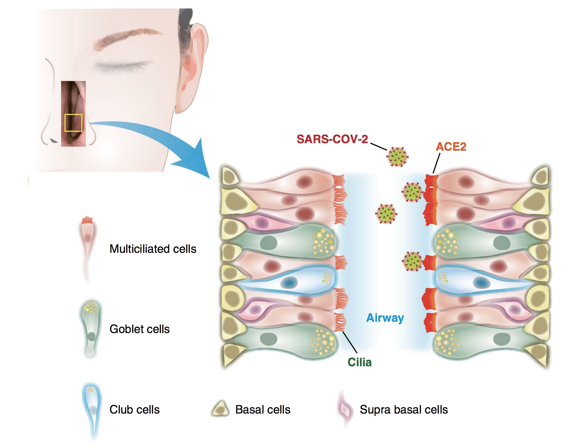 Cilia in nose sale