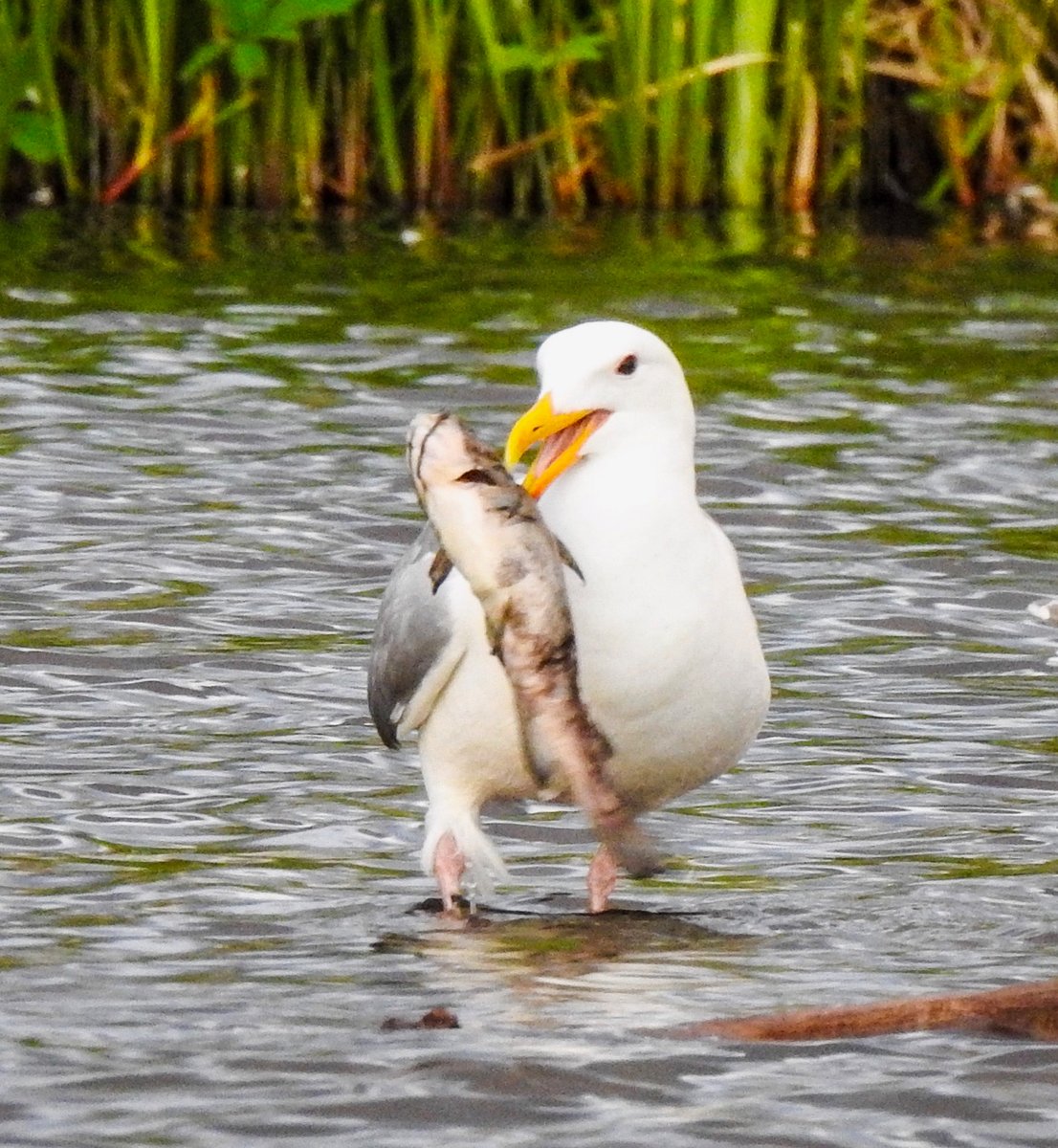 A gull with its fresh caught dinner is just one of the highlights one may see when visiting Burnaby Lake. 
-⁠
Photos by Nat Tan in8ure⁠
-⁠
#FlyingFriday #Birds #Nature #BirdsofInstagram #PalsOfPacificParklands #PacificParklands #BCBirds #burnaby #bcwildlife #explorebc