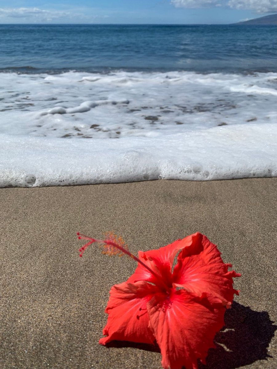 tpimaui's tweet photo. It is another beautiful day in Lahaina!
We are looking forward to a weekend of warm sun and cool breezes.
Check out our room rate offers at https://t.co/G6OnnXCGDF https://t.co/TvOts2QCeJ