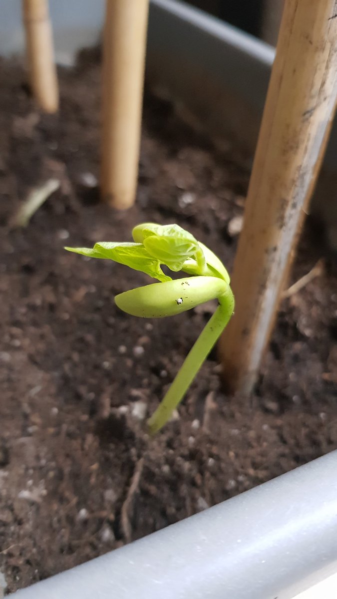 FEDACAmilcar's tweet photo. Feliços de poder veure créixer les nostres mongetes! #biofedac #entorn #escolaverda #avuixdemà2024 #passióxeducar https://t.co/VXgthSQA5T